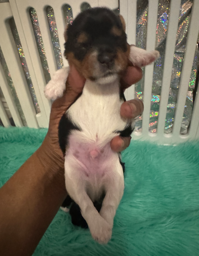 Yorkie Pup For Sale